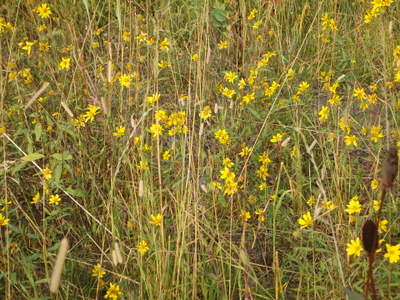 GDMBR: Called Yellow Daisies (actually a Sun Flower variant).